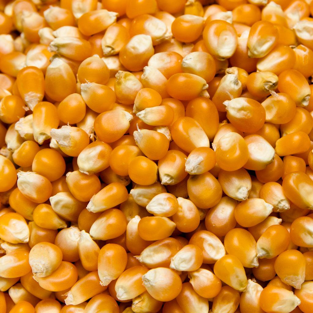 MAIZ DE PALOMITAS