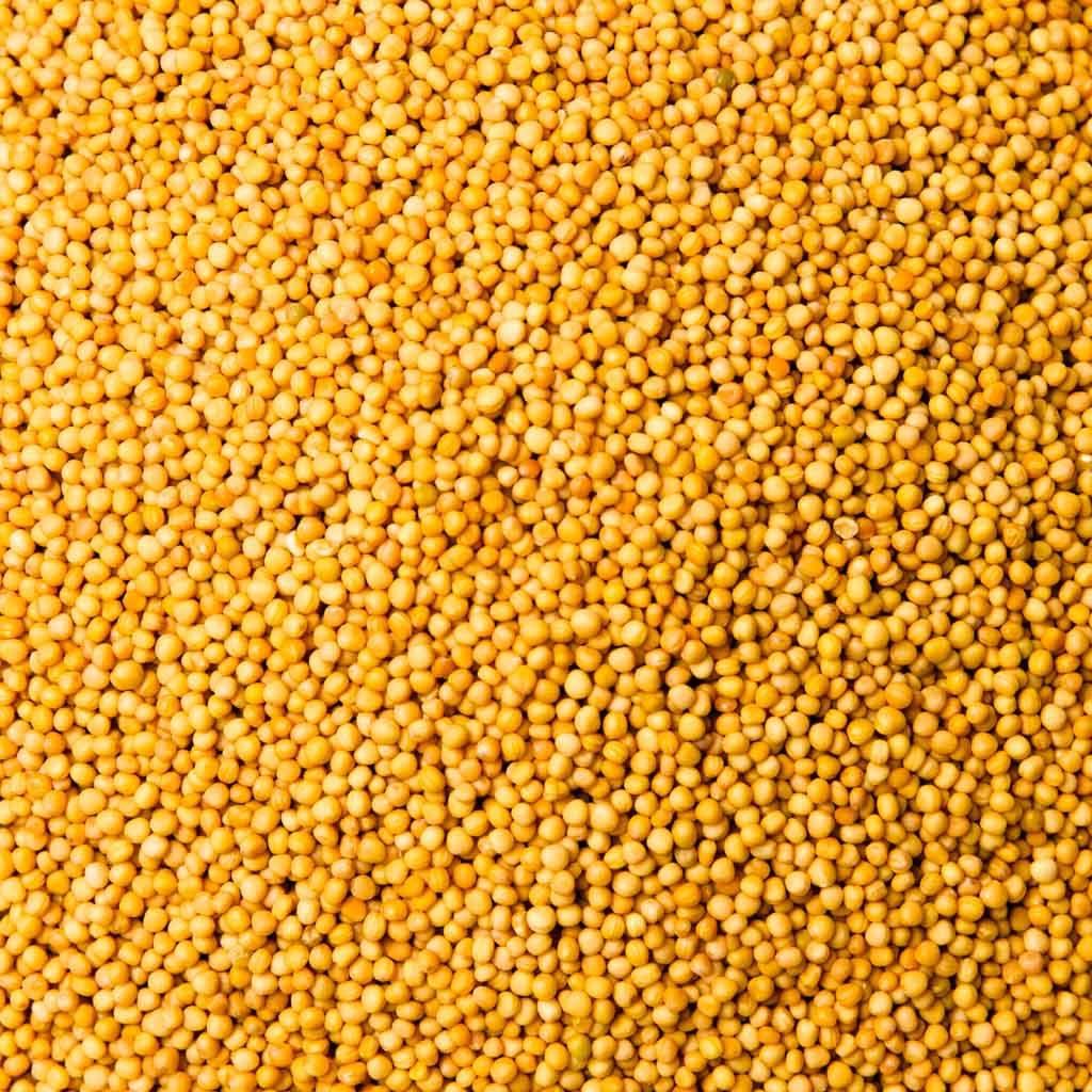 MOSTAZA AMARILLA EN GRANO