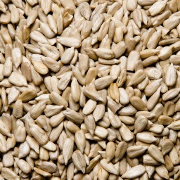 [0519] PIPA GIRASOL PELADA CRUDA