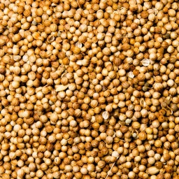 [1314] CILANTRO EN GRANO