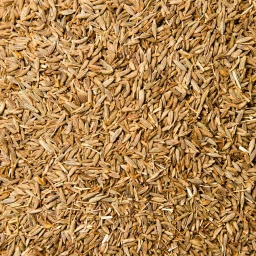 [1317] COMINO EN GRANO