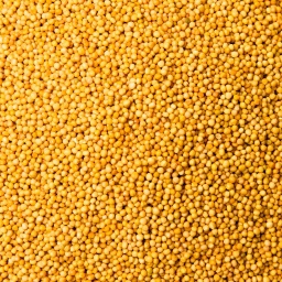 [1331] MOSTAZA AMARILLA EN GRANO