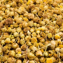 [1343] MANZANILLA AMARGA