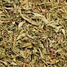 [1353] ESTEVIA EN HOJAS