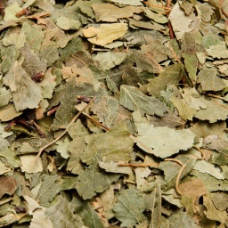 [1372] HOJAS DE ABEDUL